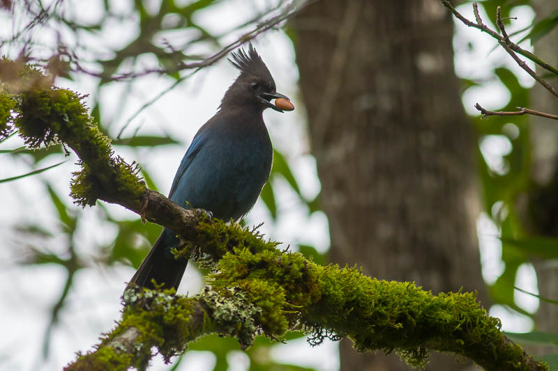Steller's jay (Cyanocitta stelleri)